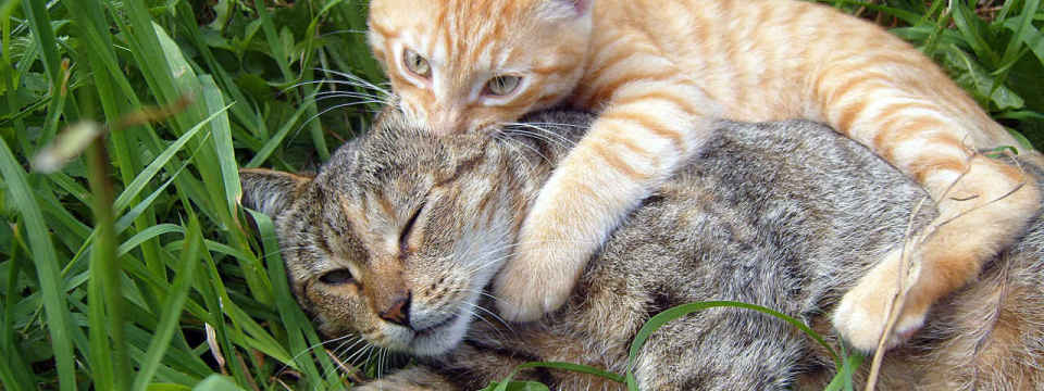 Беззаботное детство