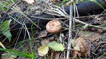 Гриб волнушка спрятался за толстой веткой