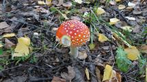 Аппетитный мухомор
